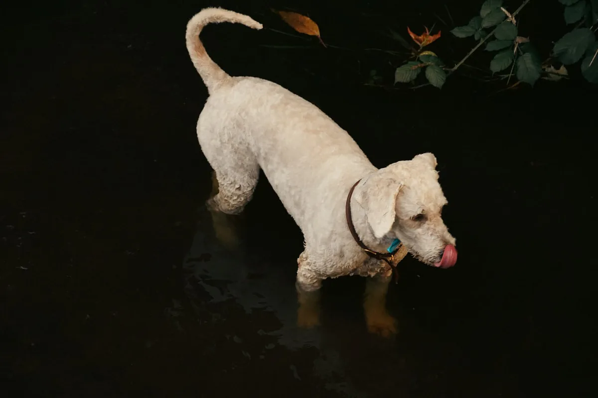 Photo 48